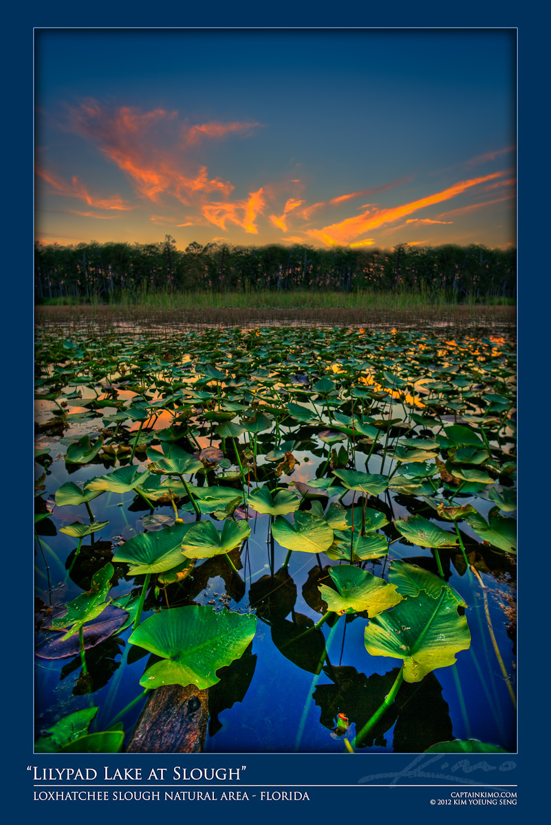 Lilypad Pond During Sunset at Loxahatchee Slough Natural Area