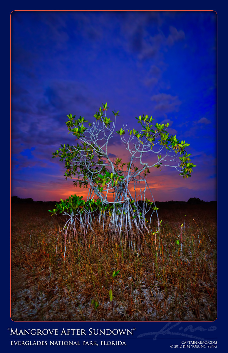 Mangrove After Sunset at Everglades National Park Florida