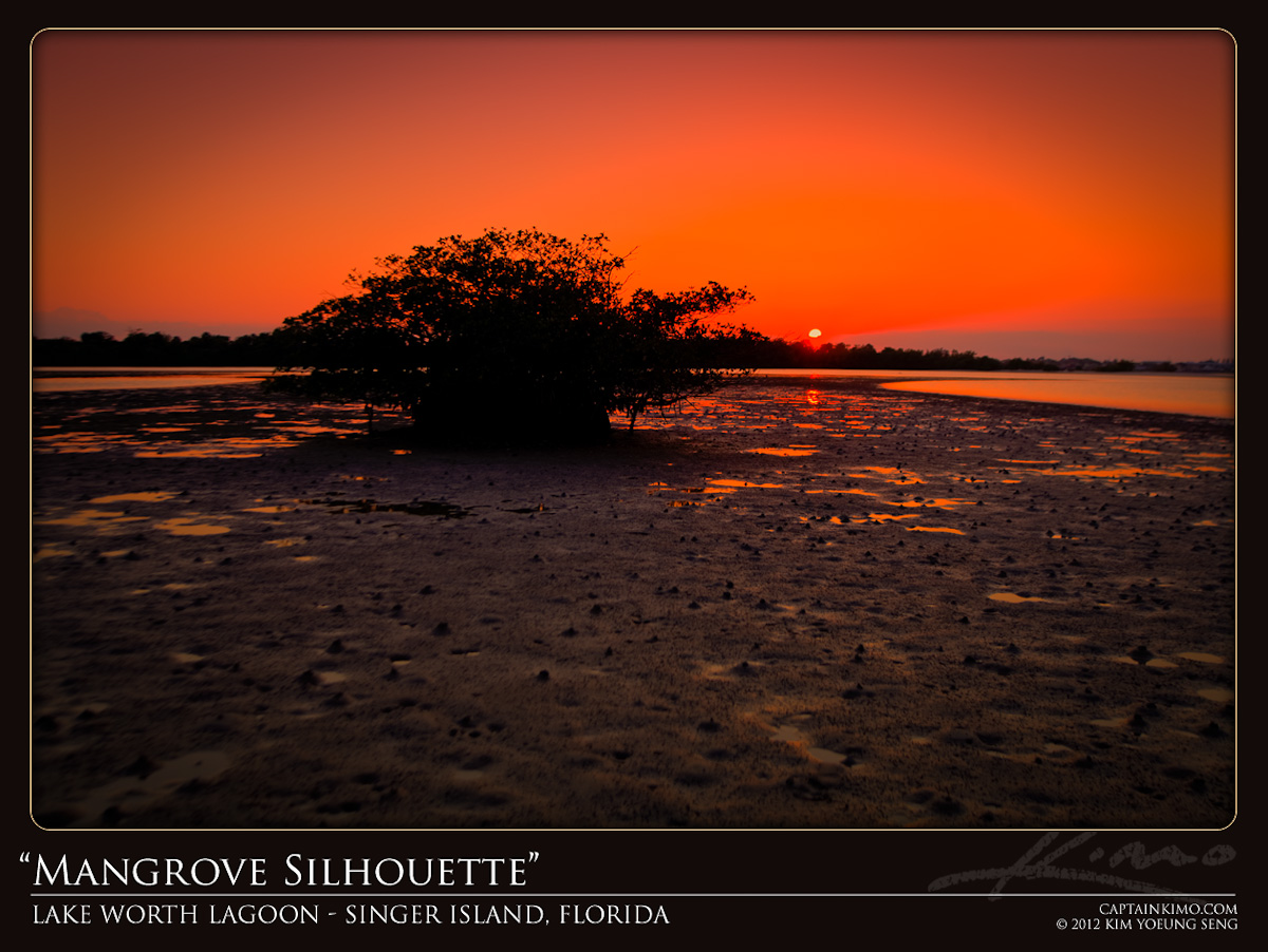 Mangrove Silhouette Munyon Island Sunset