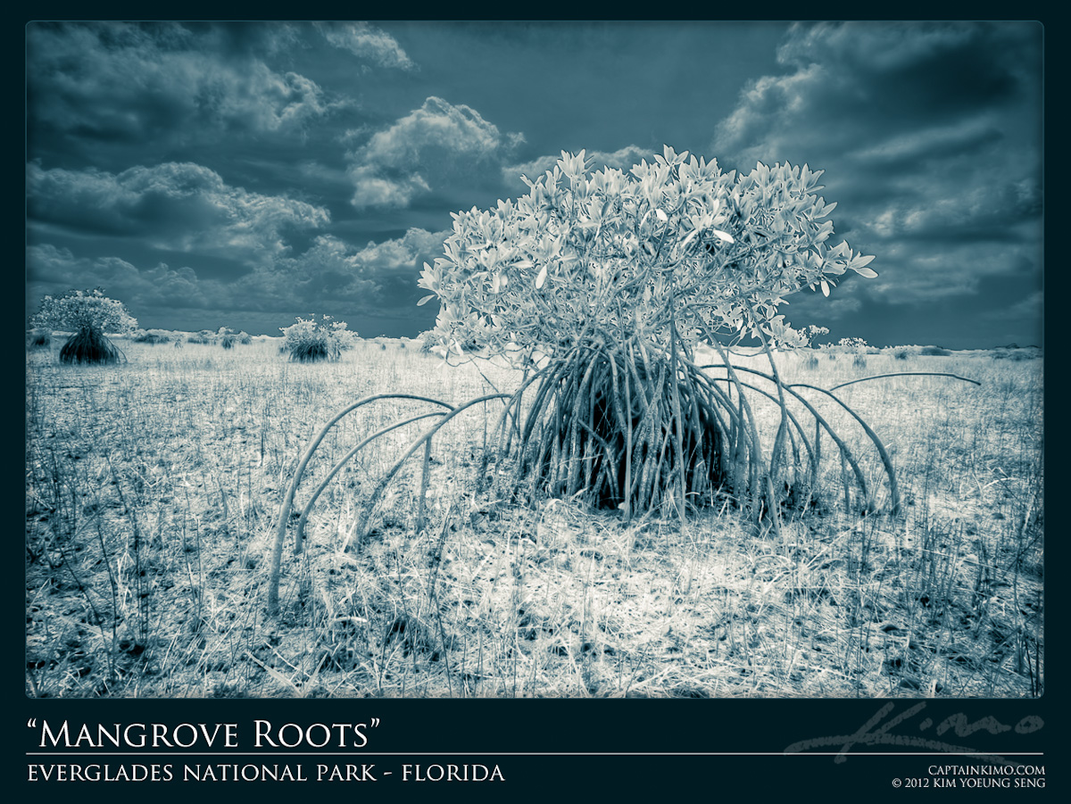 Mangrove from Everglades National Park Florida