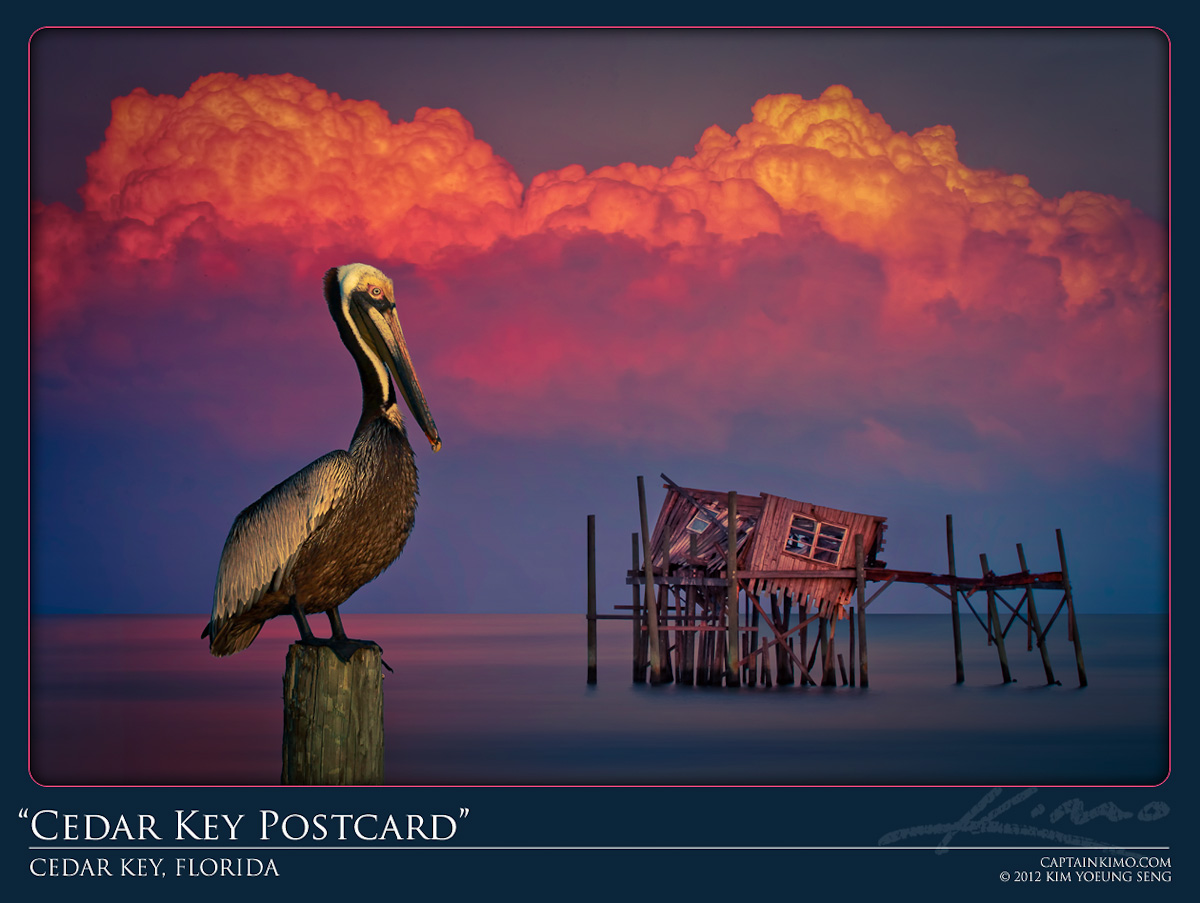 Pelican at Old Stilt House Cedar Key Florida