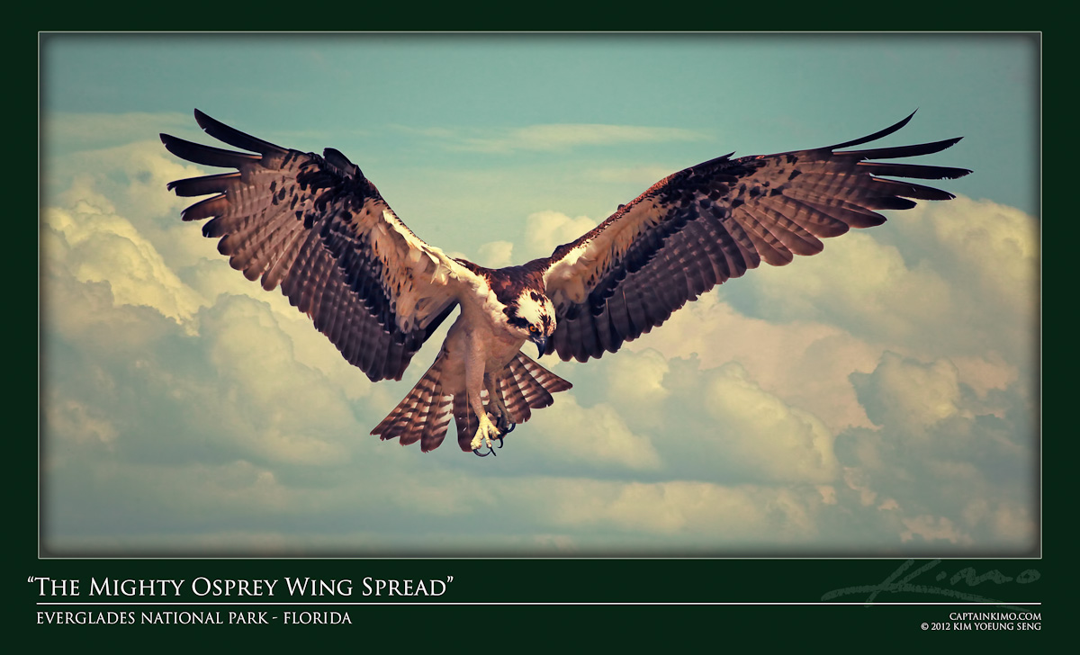 Osprey Flying Over Everglades National Park Florida