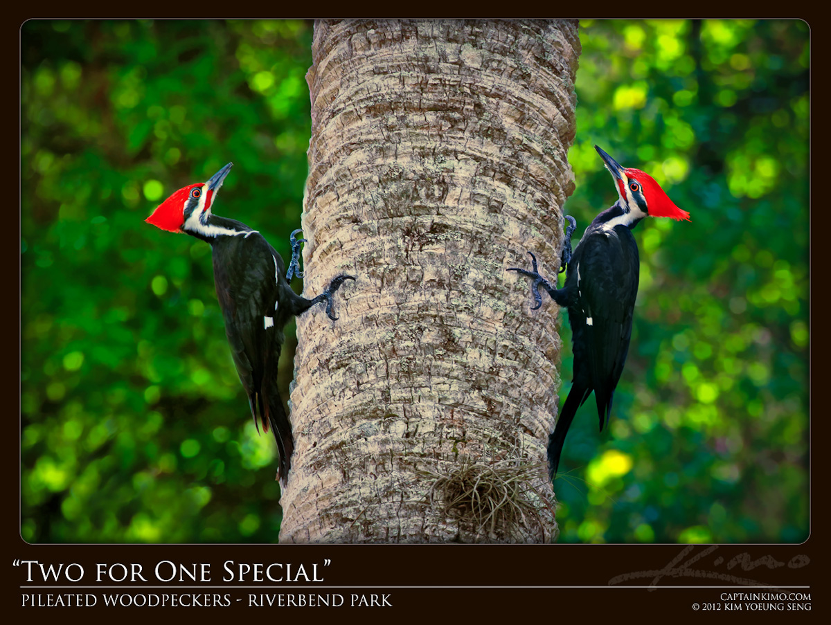 Pair of Pileated Woodpeckers from Riverbend Park Jupiter Florida