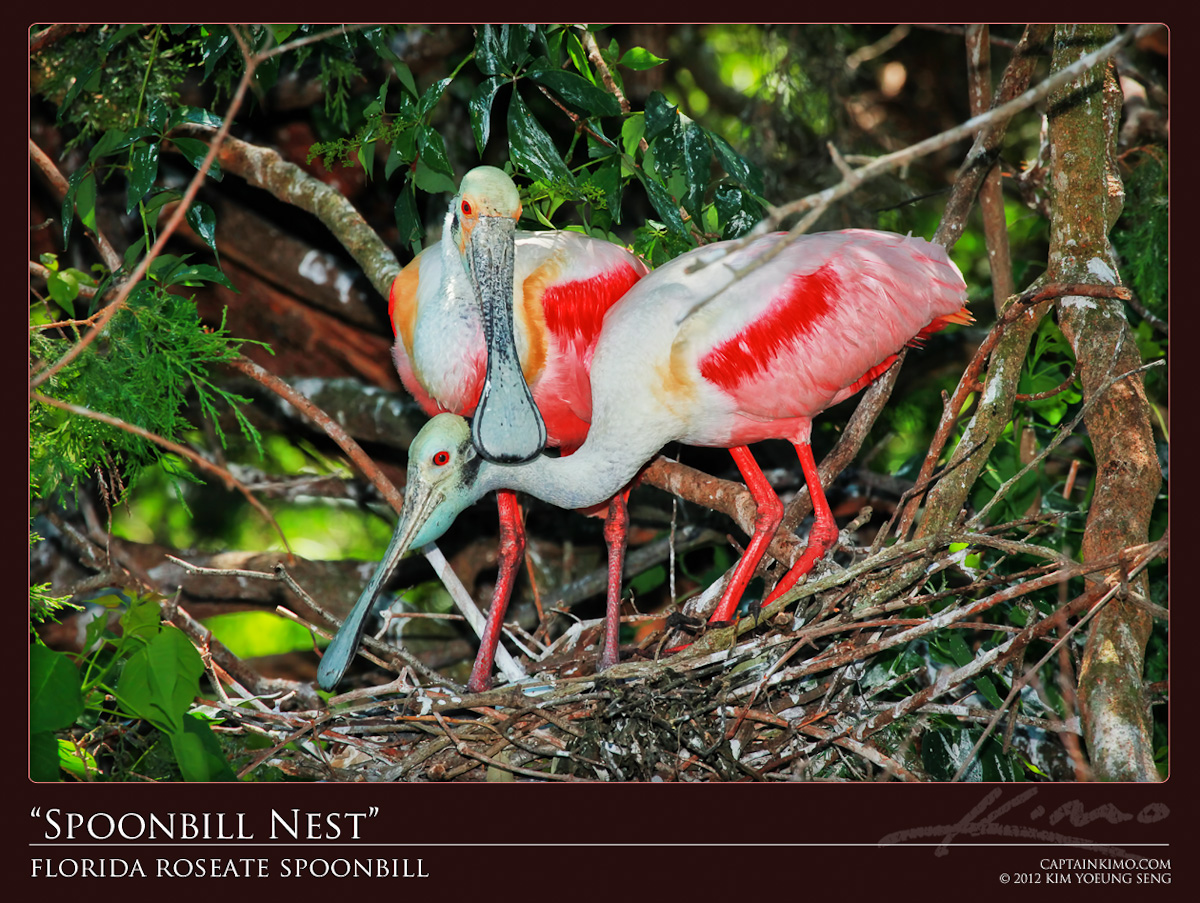 Pair of Roseate Spoonbill Nesting at St Augustine Florida