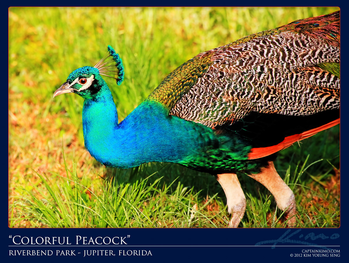 Peacock at Riverbend Park Early Morning