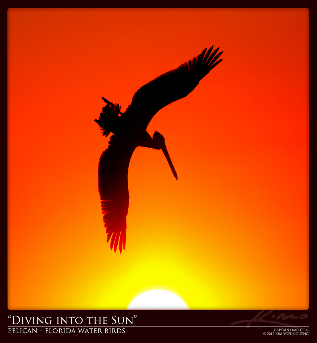 Pelican Diving into the Sun During Sunset