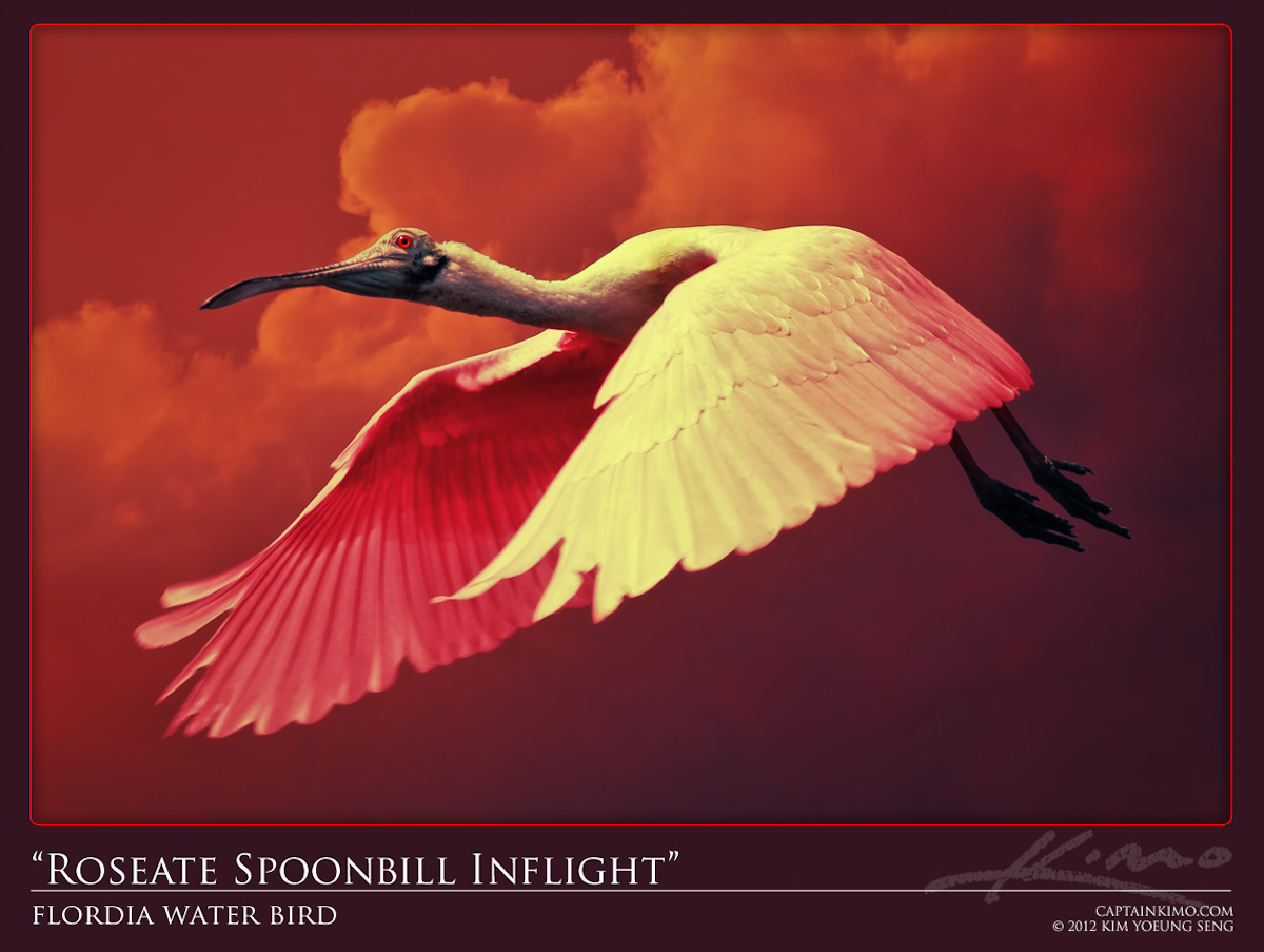 Roseate Spoonbill Pink Water Bird Flying Over Florida