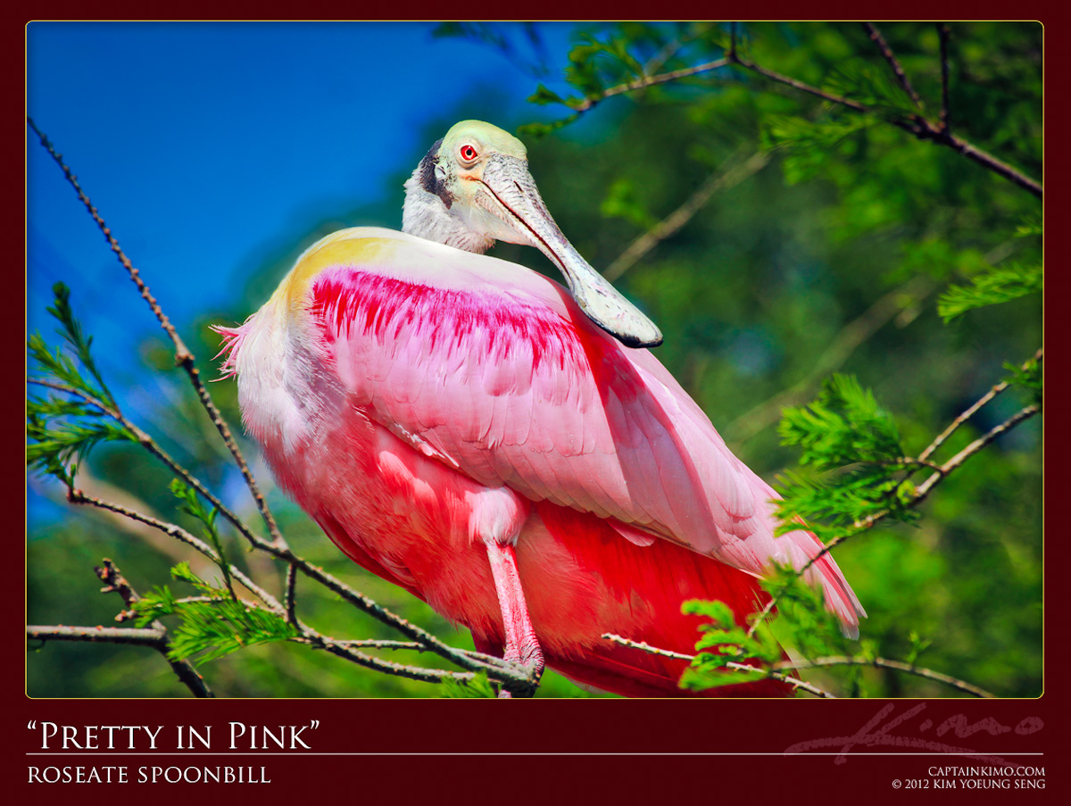 Roseate Spoonbill Perched on Cypress Tree Looking Pretty in Pink