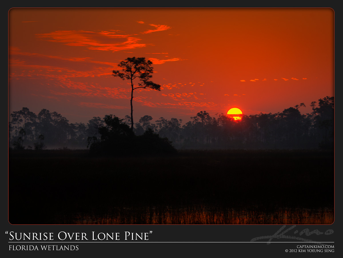 Sunrise Over Lone Pine at Florida Wetlands