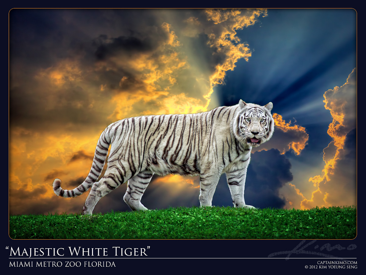 Majestic White Tiger from Miami Metro Zoo Florida