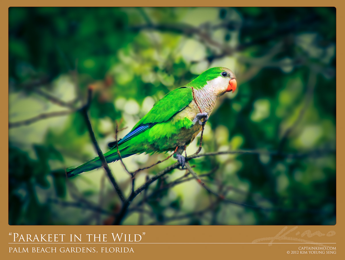 Wild Quaker Parakeet Searching for Nesting Material