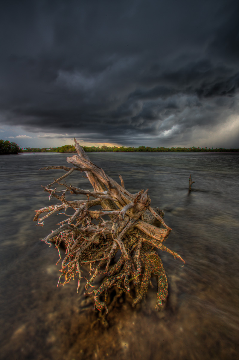 Driftwood from Munyon Island at Lake Worth Lagoon During Storm