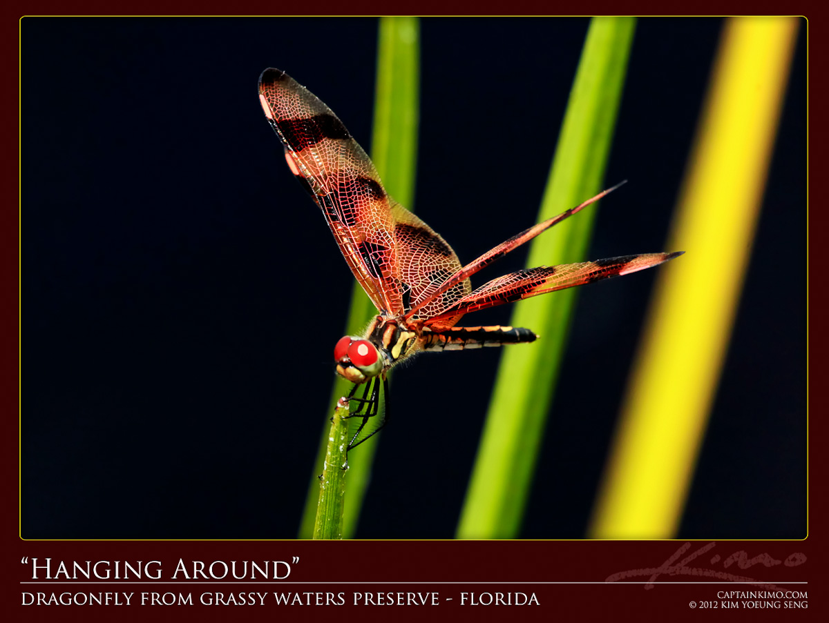 Dragonfly from Grassy Water Wetlands Preserve Florida
