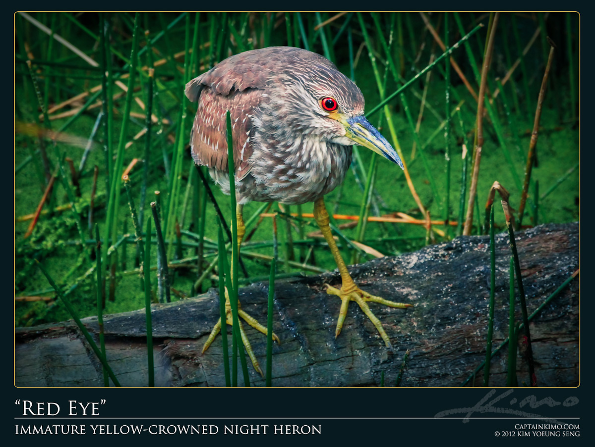 Immature Yellow-Crown Night Heron Perched on Palm