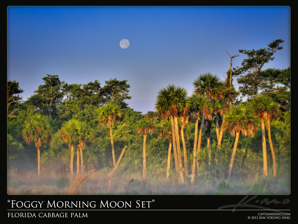 Moon Set Over Cabbage Palm During Foggy Morning