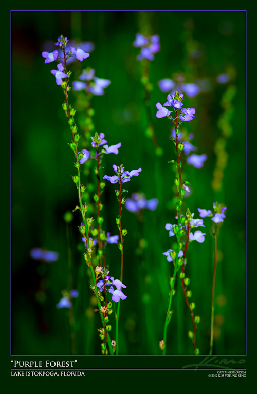 Small Purple Flowers from Lake Istokpoga Florida