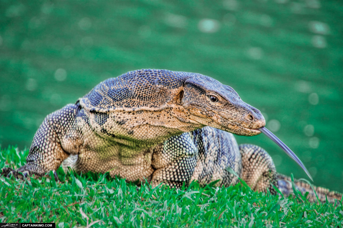Monitor Lizard from Lumpini Park at Bangkok Thailand