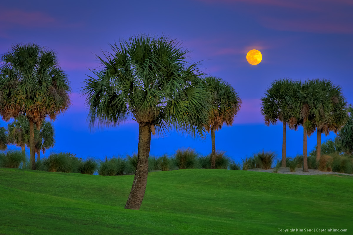 North Palm Beach Golf Course Moon Rising Over Palm Trees