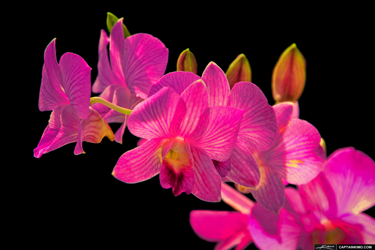 Purple Orchid Flower from Phuket Thailand