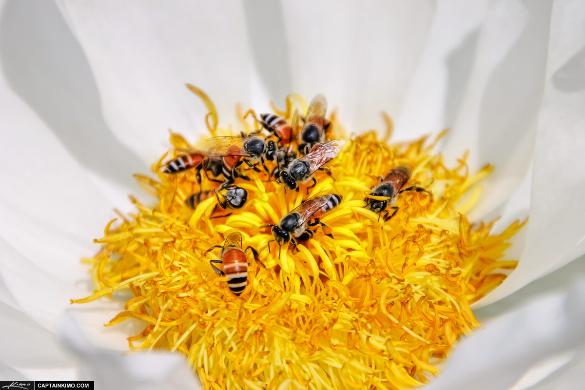 Bees On Flower Feeding form a Garden in Bangkok Thailand