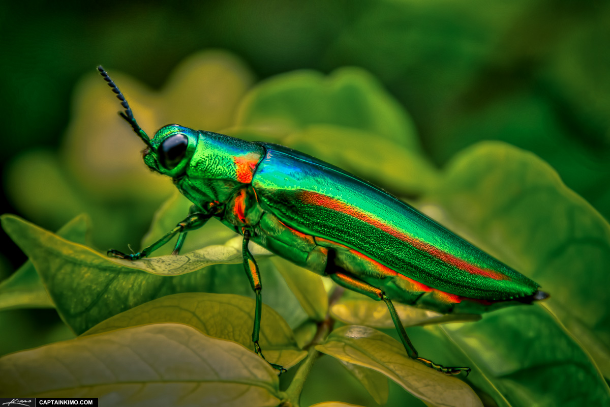 Chrysochroa Fulminans Jewel Beetle Long Body Phuket Thailand
