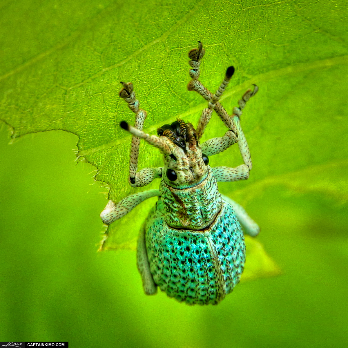 Crazy Looking Blue Bug Eating Leaf from Phuket Thailand