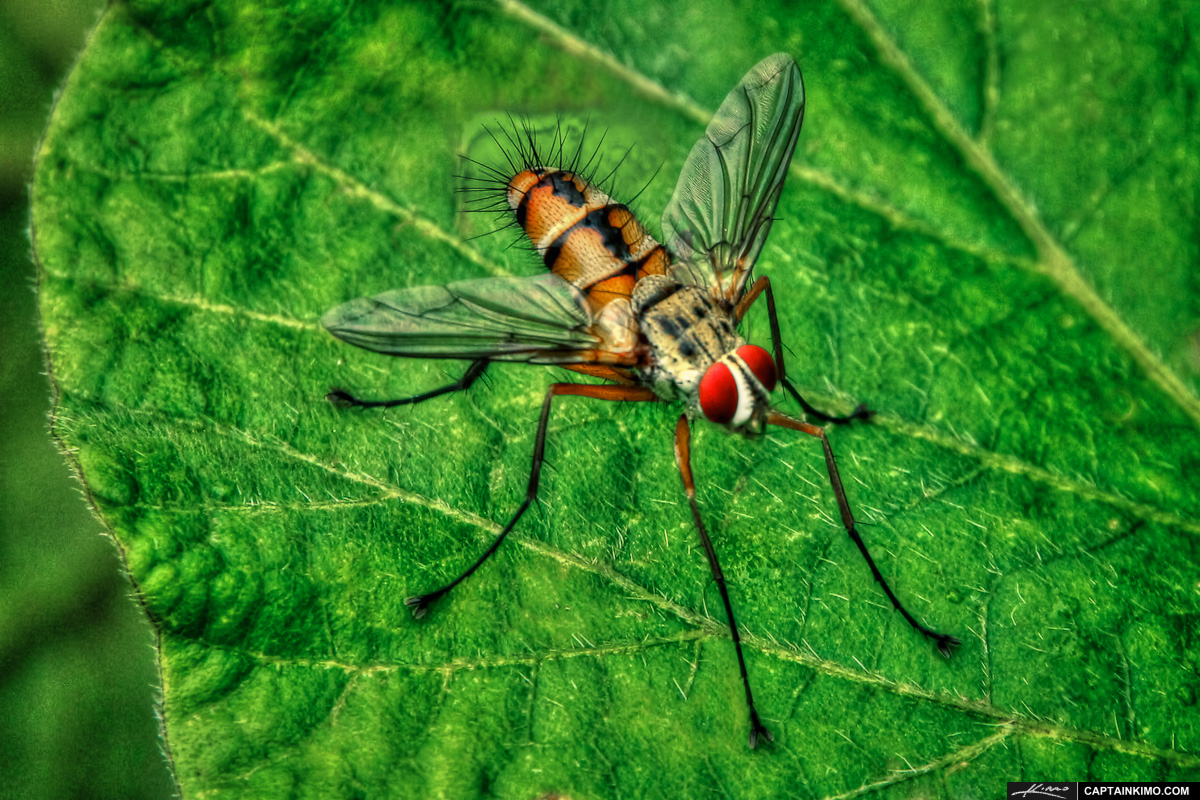 Macro Pseudo HDR Image of a Fly from Thailand