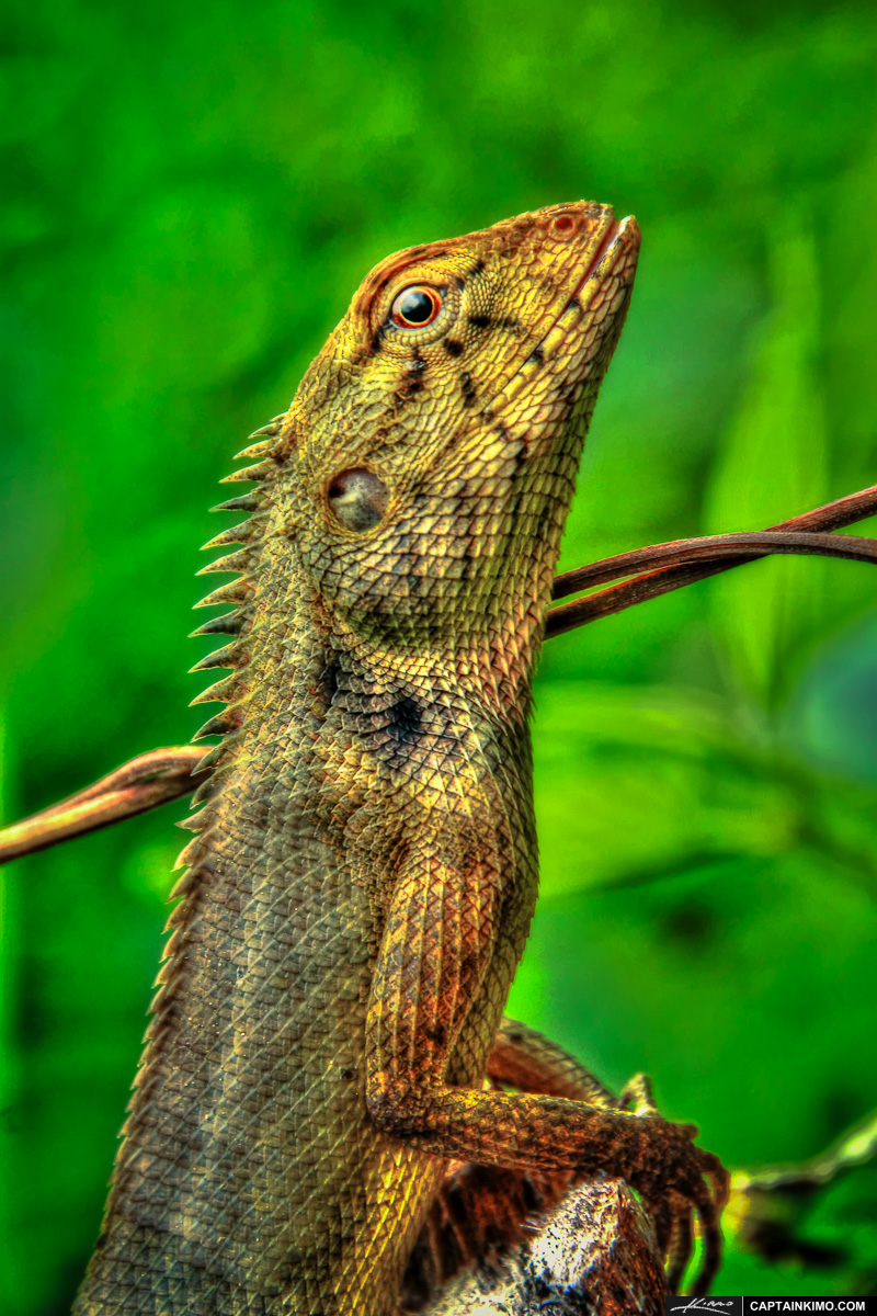 Lizard Striking a Pose from Forest in Phuket Thailand