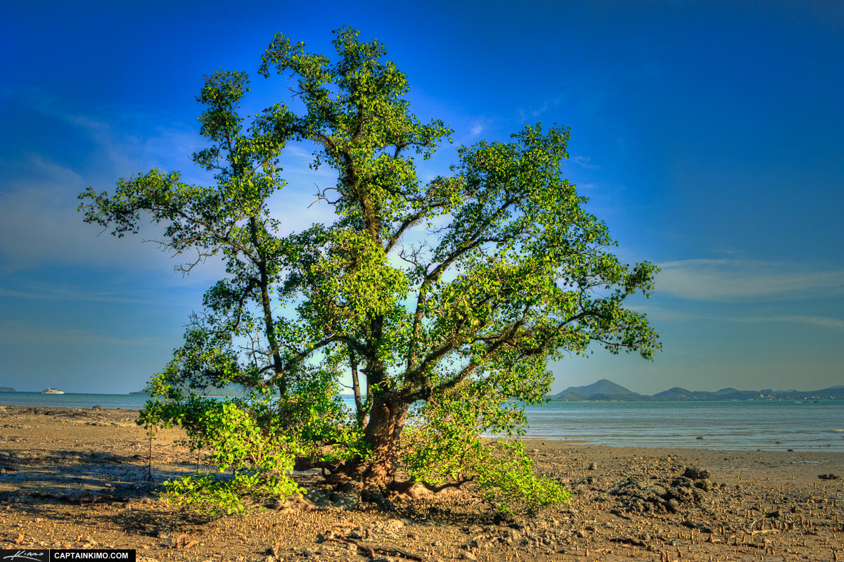 Lone Mangrove Tree at Cape Yamu Phuket Thailand