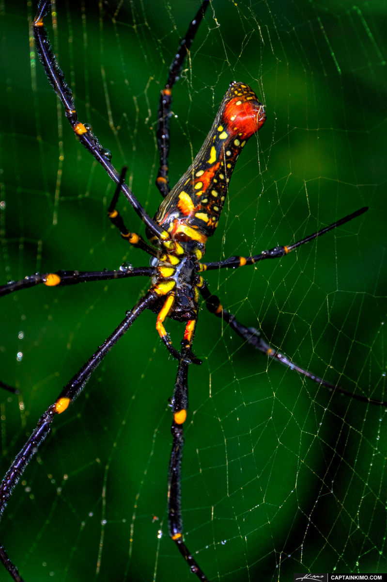 Macro Close Up Banana Spider in Web Phuket Thailand