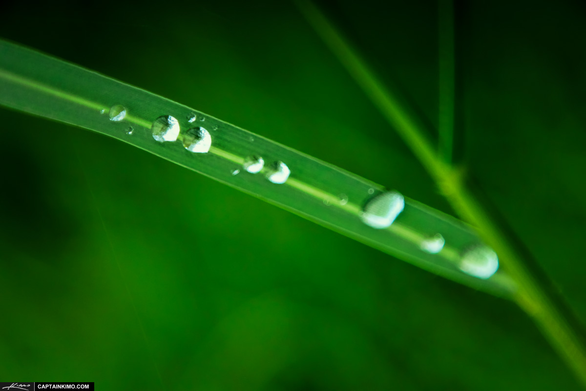 Rain Drops on a Blade of Grass from Lawn