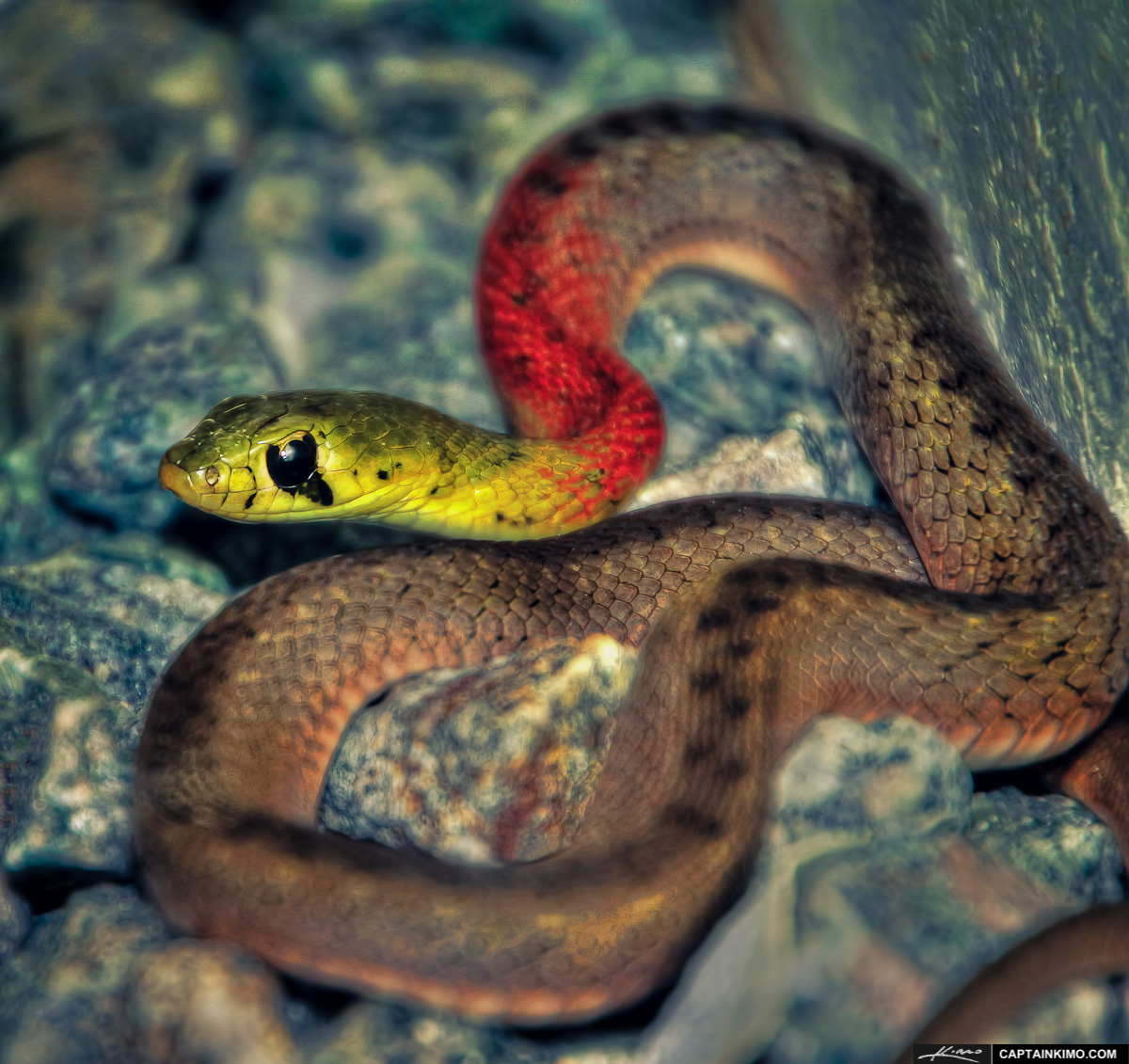 Poisonous Red-necked Keelback Snake from Phuket Thailand
