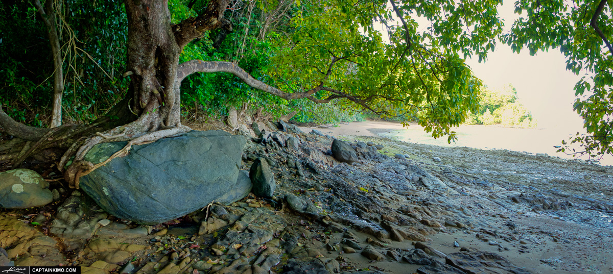 Tree Growing on Rock at Cape Yamu Phuket Thailand