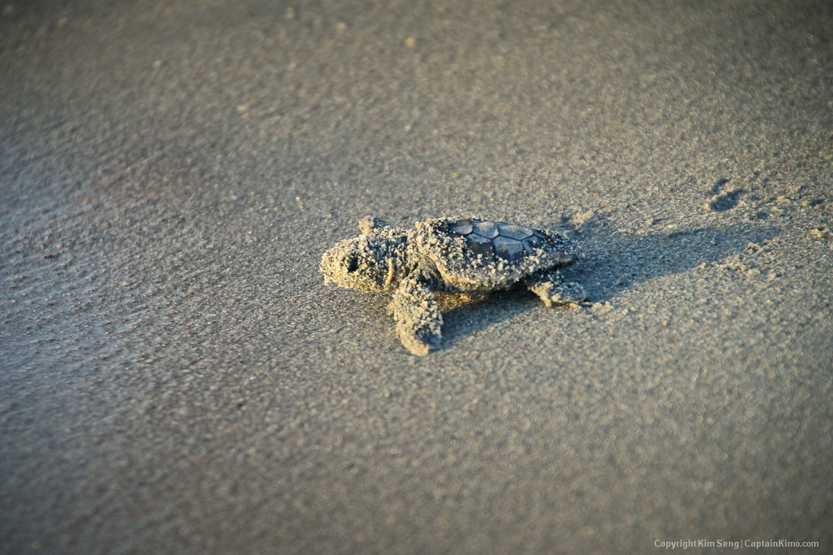 Baby Sea Turtle Crawling to Atlantic Ocean at Juno Beach