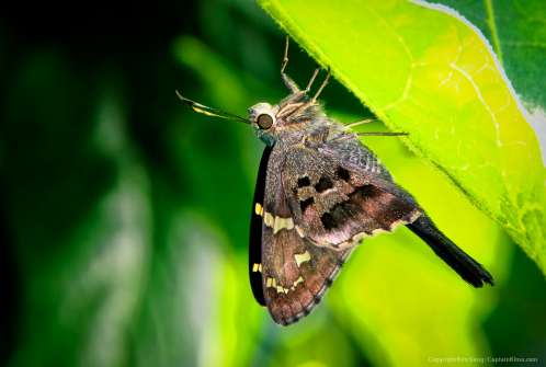 Butterfly Moth from Backyard Garden Palm Beach Gardens Florida