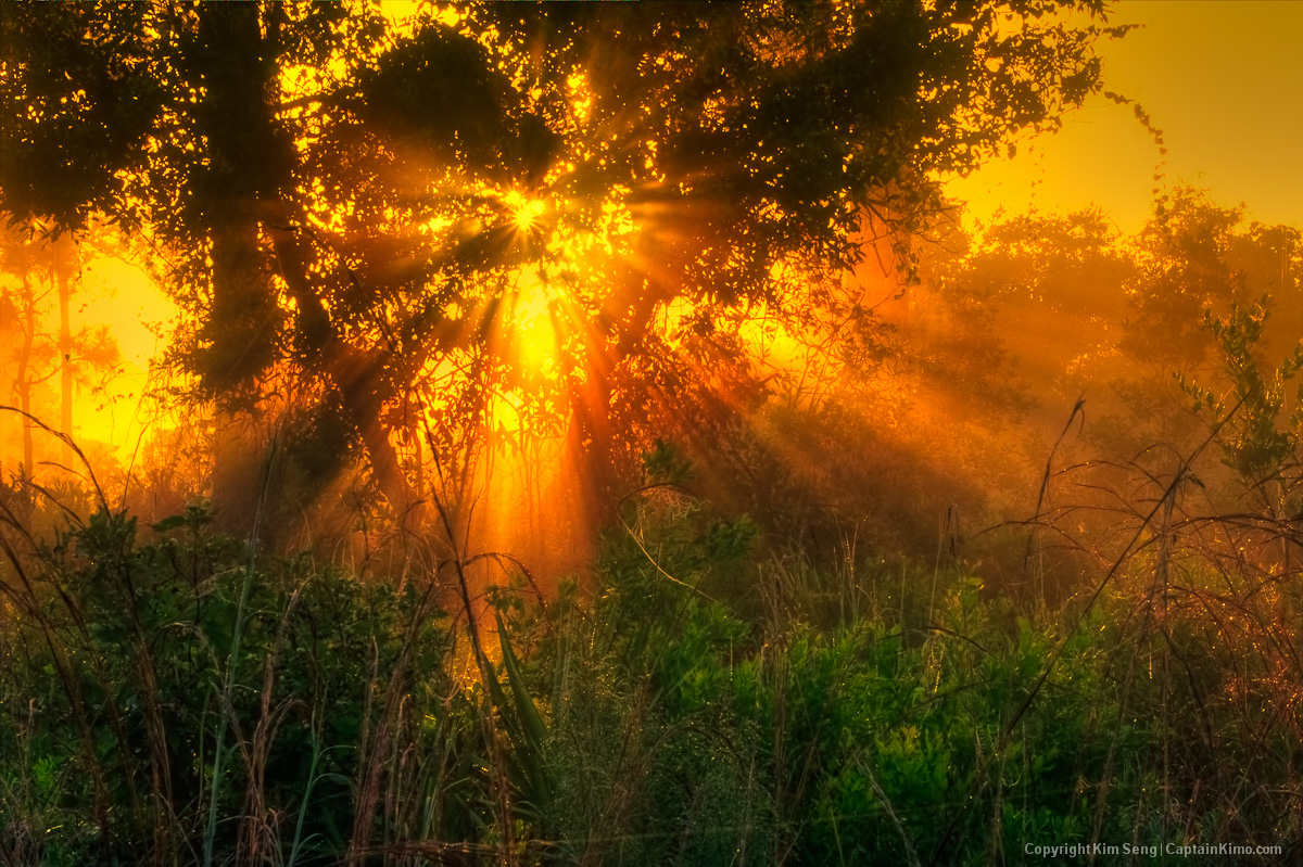 Glorious Light Rays from Pine Forest in Jupiter Farms Florida