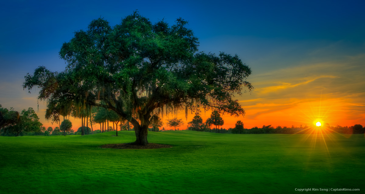 Live Oak During Sunset at North Palm Beach Golf Course
