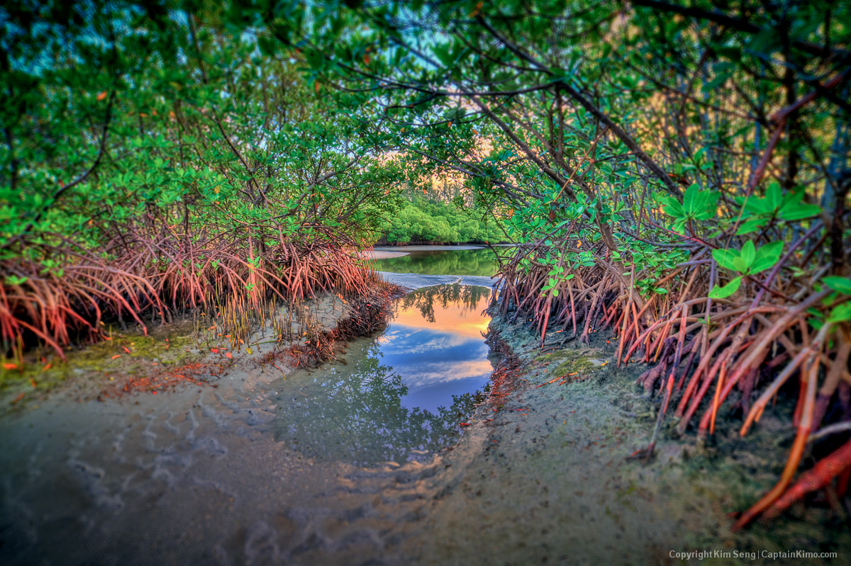 Mangrove Trees at Dubois Park in Jupiter Inlet Florida