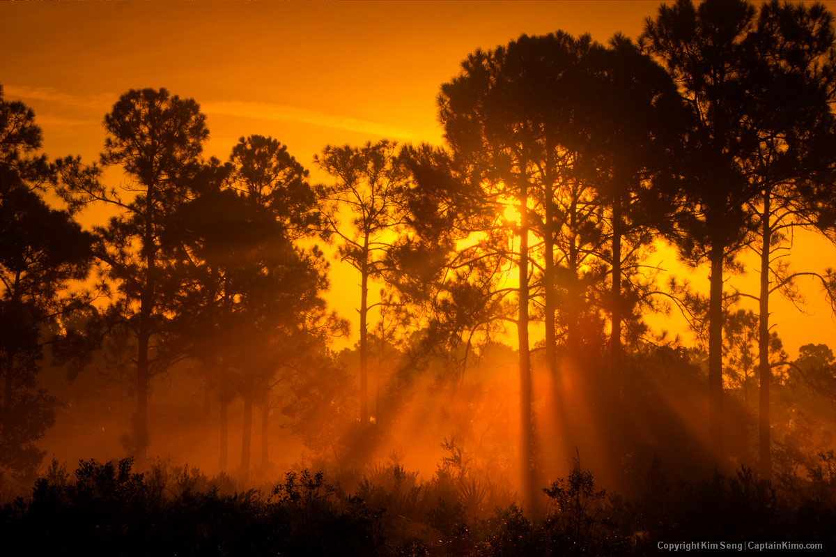 Misty Morning Sunrise at Pine Forest Jupiter Farms Florida
