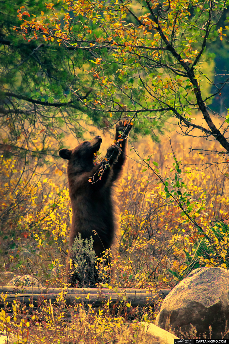 Bear from Grand Teton National Park Eating Off Tree