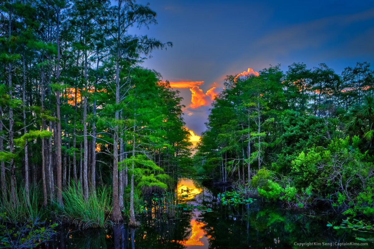 Canal with Cypress Trees at Sandhill Crane Park