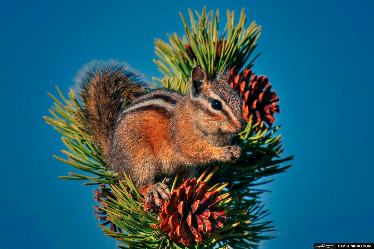 Chipmunk On Pine Tree in Yellowstone National Park