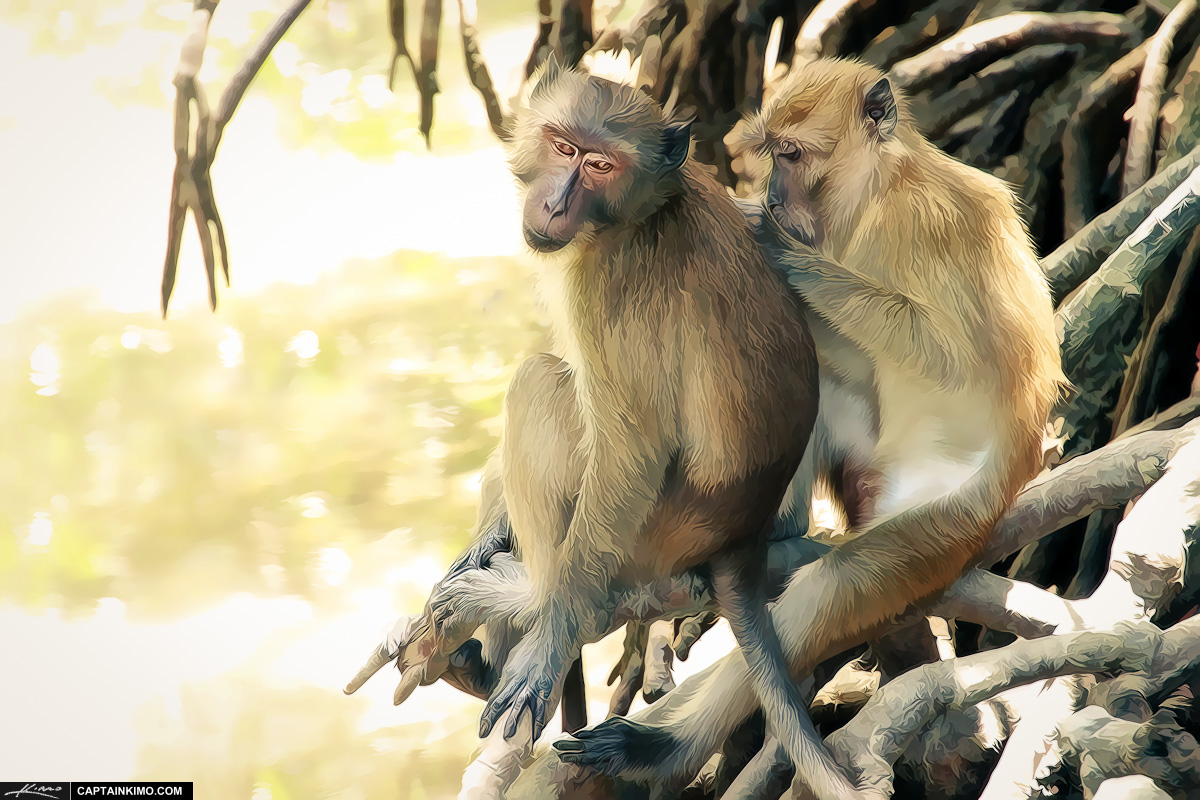 Crab-eating Macaque Grooming on Manrgove Tree Roots at Phuket Thailand