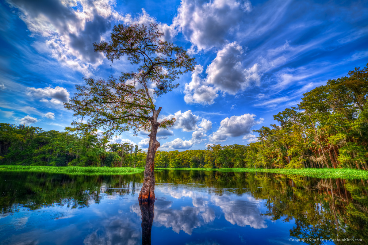 Cypress Tree at Fishing Eating Creek Palmdale, Florida