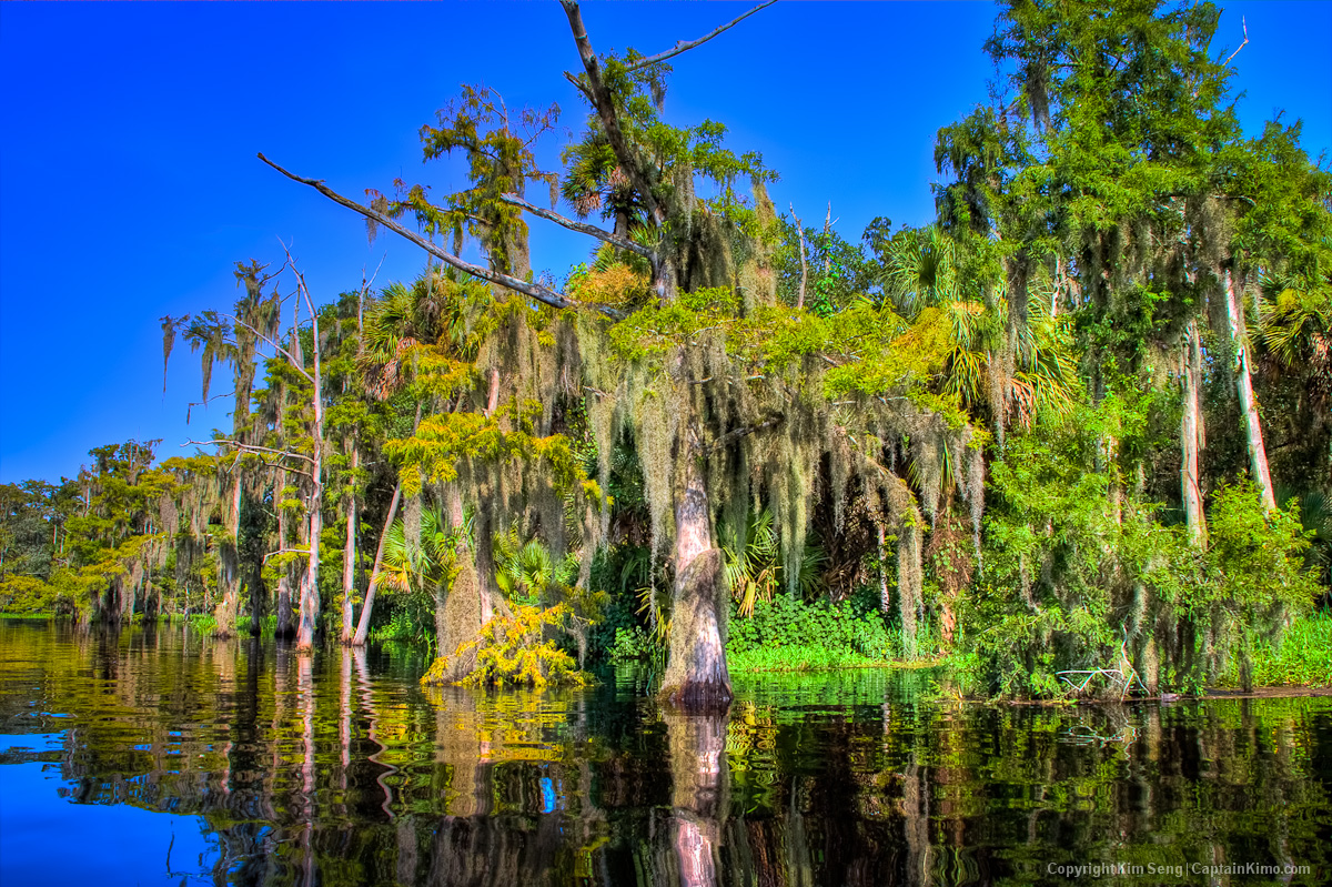 Cypress Tree with Spanish Moss at Fisheating Creek River Palmdale Florida