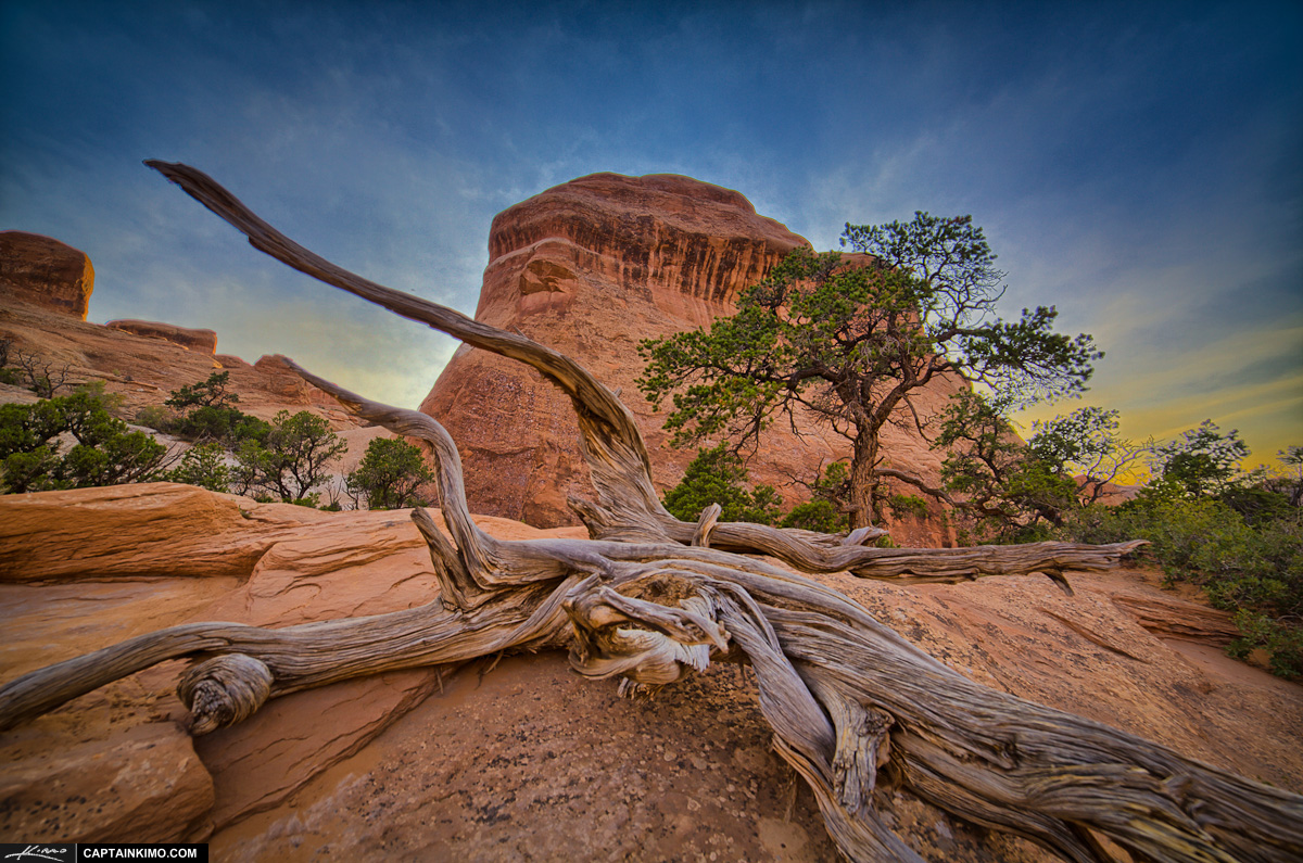 Deadwood On Trail to Landscape Arche at Arches National Park Moab Utah