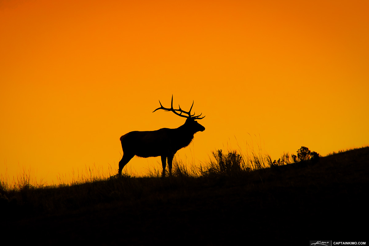 Large Bull Elk on Hill During Sunrise at Mammoth Hot Springs