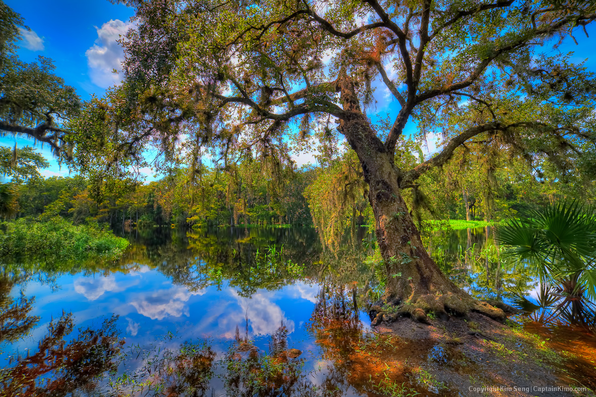 Live Oak Growing Over Fisheating Creek River at Palmdale Florida