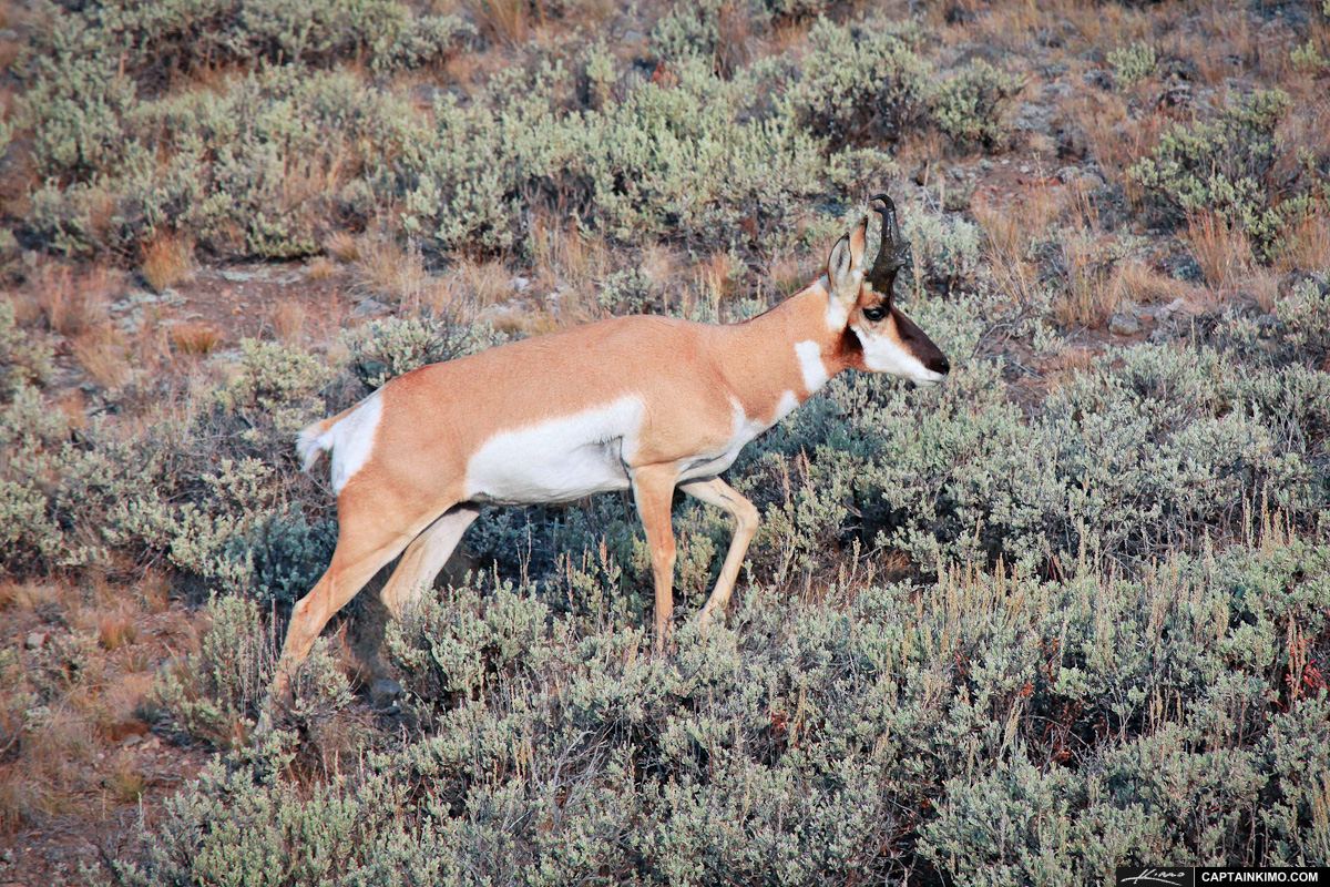 Pronghorn Roaming the Plains at Yellowstone National Park Wyoming