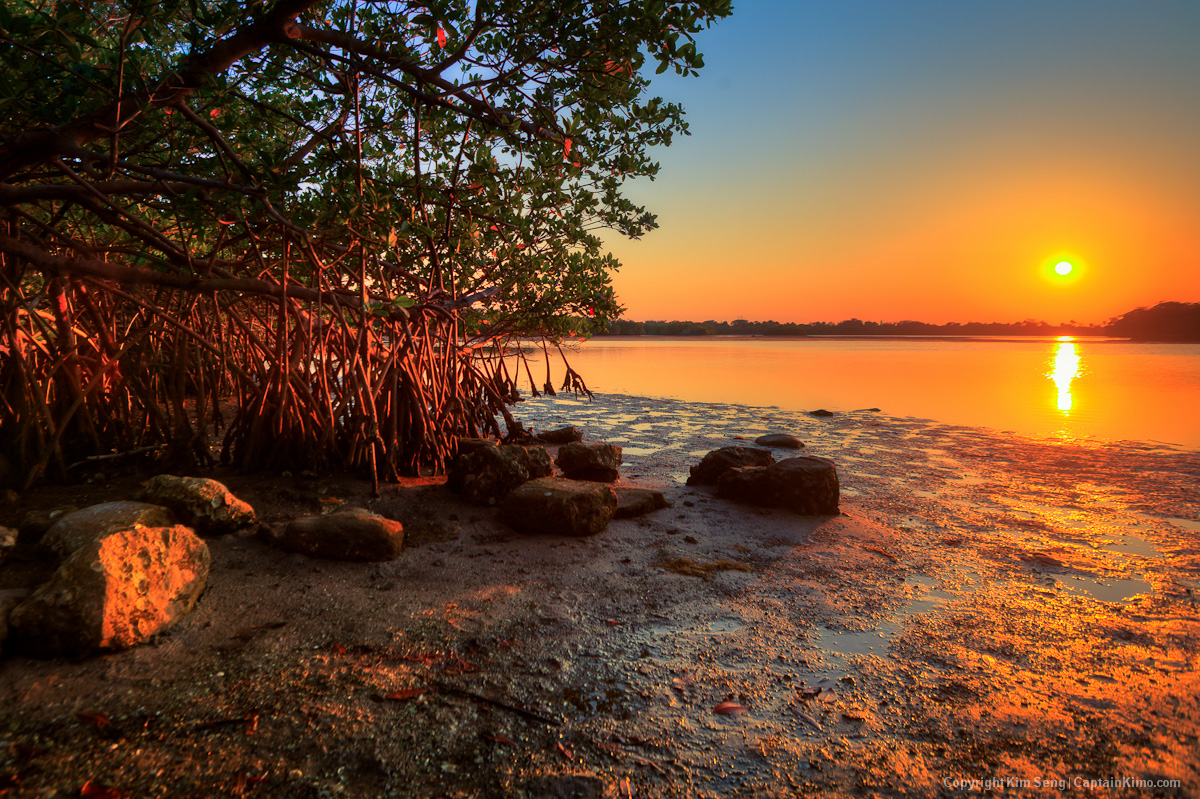 Sunset at Lake Worth Lagoon Singer Island Mangrove Tree